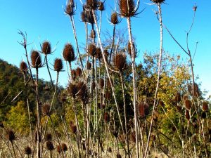 Flower Pods