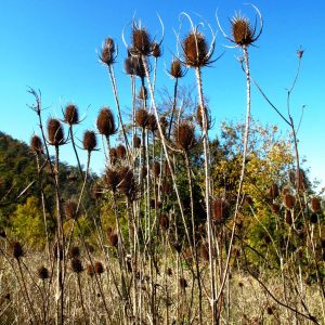 Flower Pods