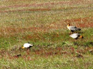 Bird Threesome