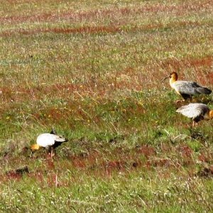 Bird Threesome