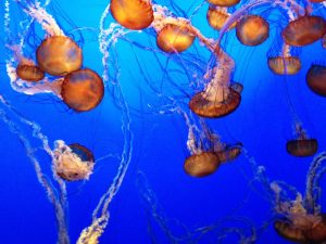 Underwater Glow