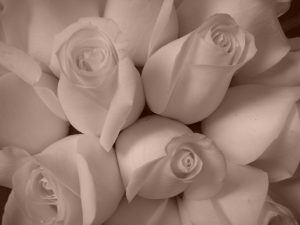 Pink Roses