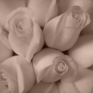 Pink Roses