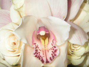 Home Page Photography for Sale