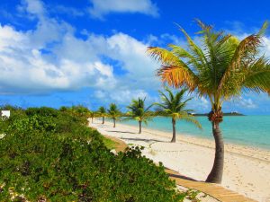 Palm Tree Row