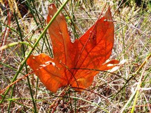Leaf Blown Away