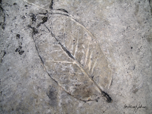 Leaf Imprint II