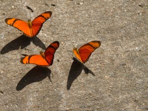 Butterflies Taking Off