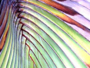 Relentless Palm