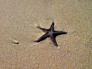 Single Starfish