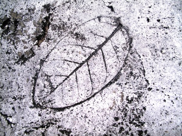 Leaf Imprint IV