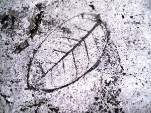 Leaf Imprint IV