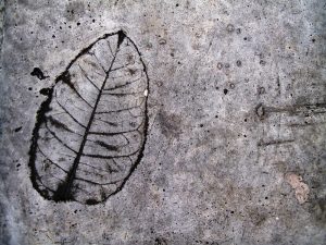 Leaf Imprint III
