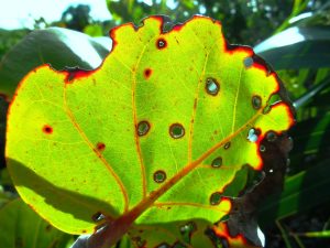 Leaf Sunspots